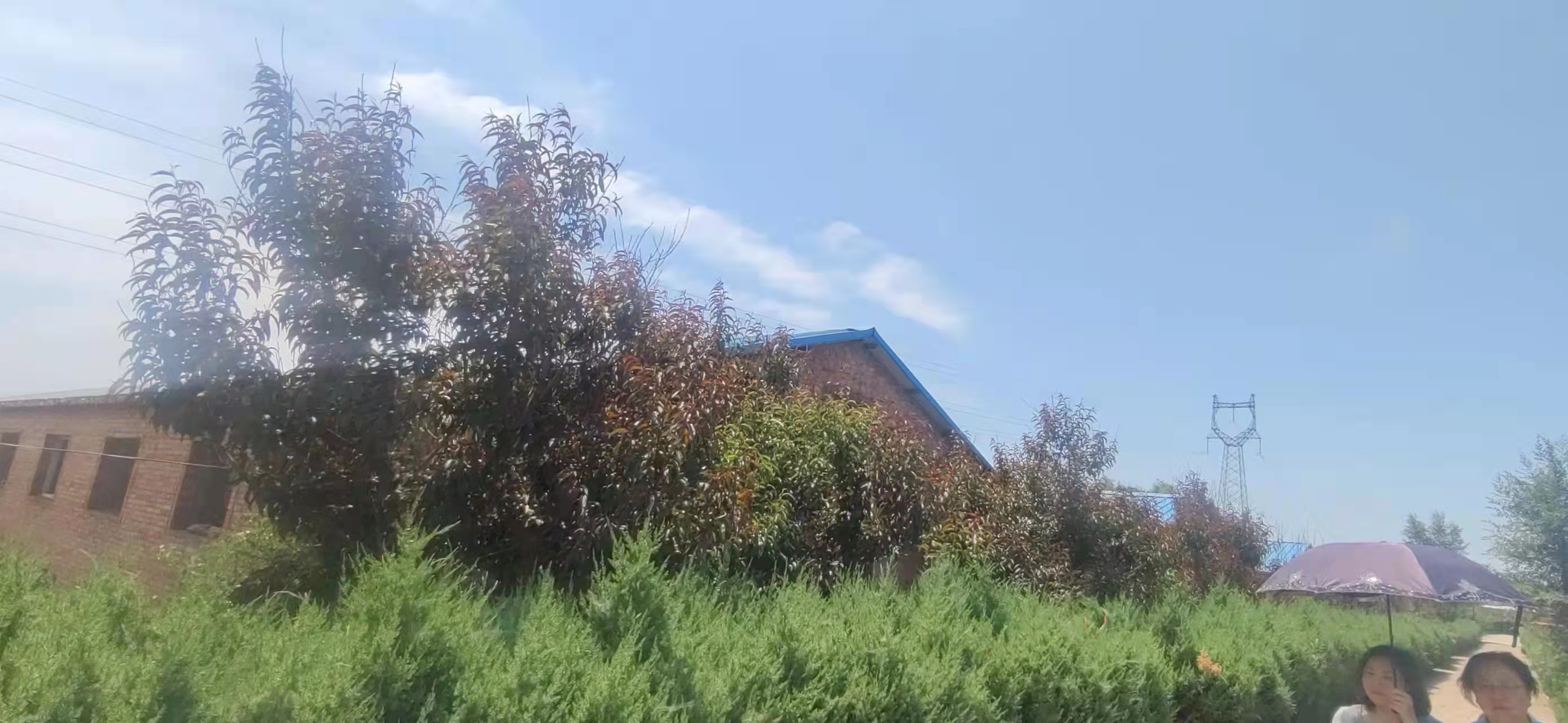 缩略图4