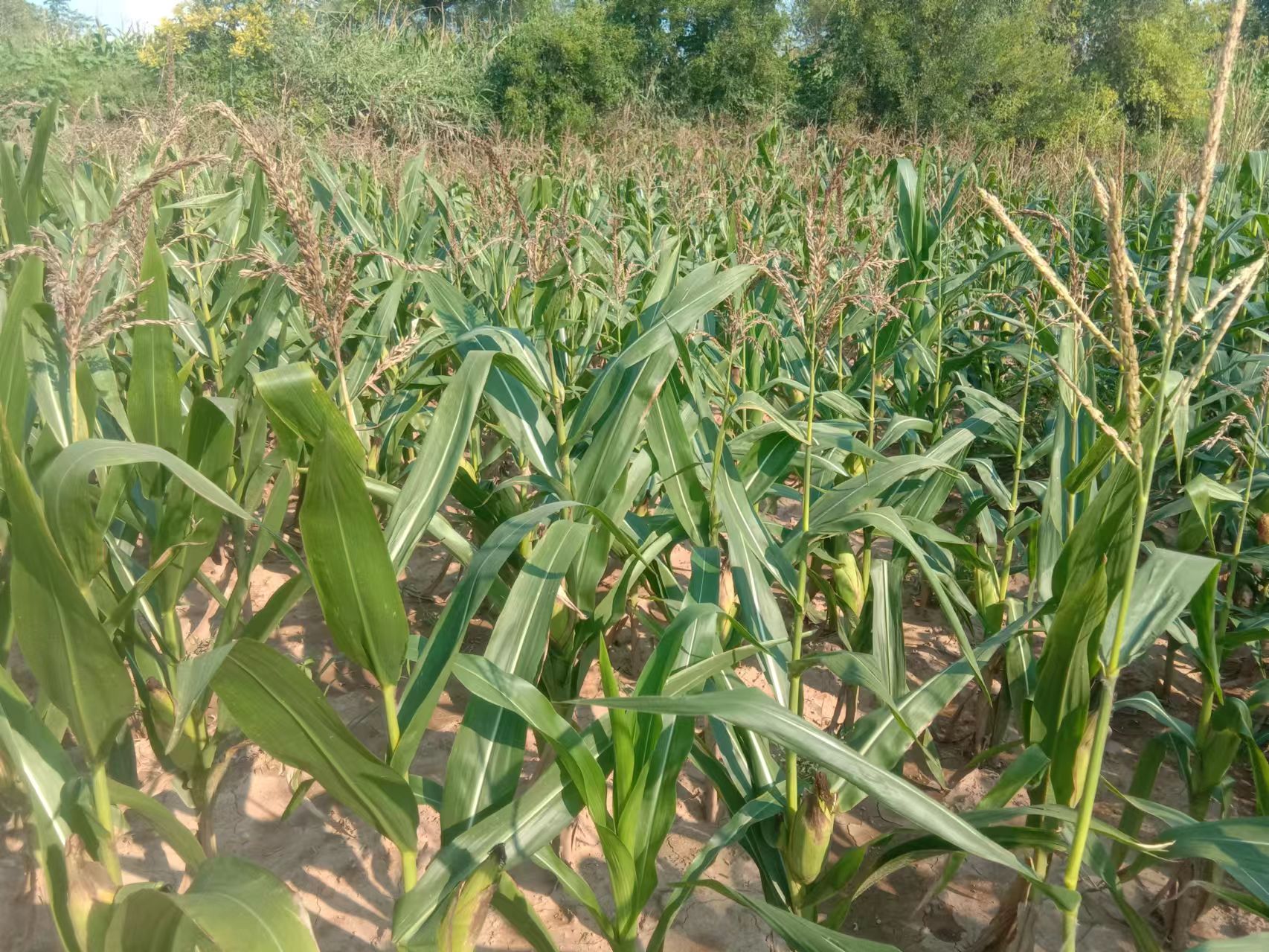 项目图片