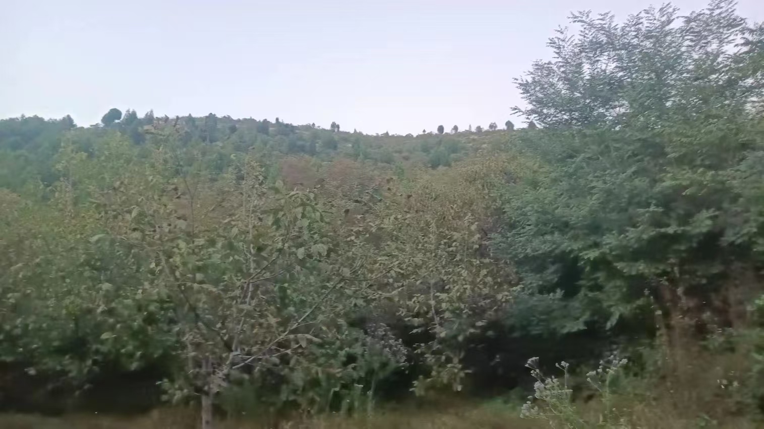 项目图片