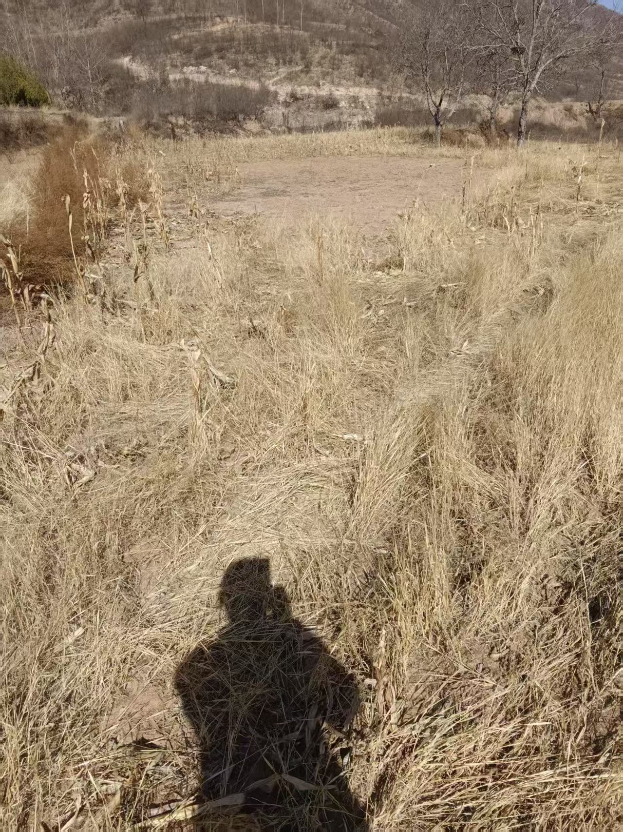 项目图片