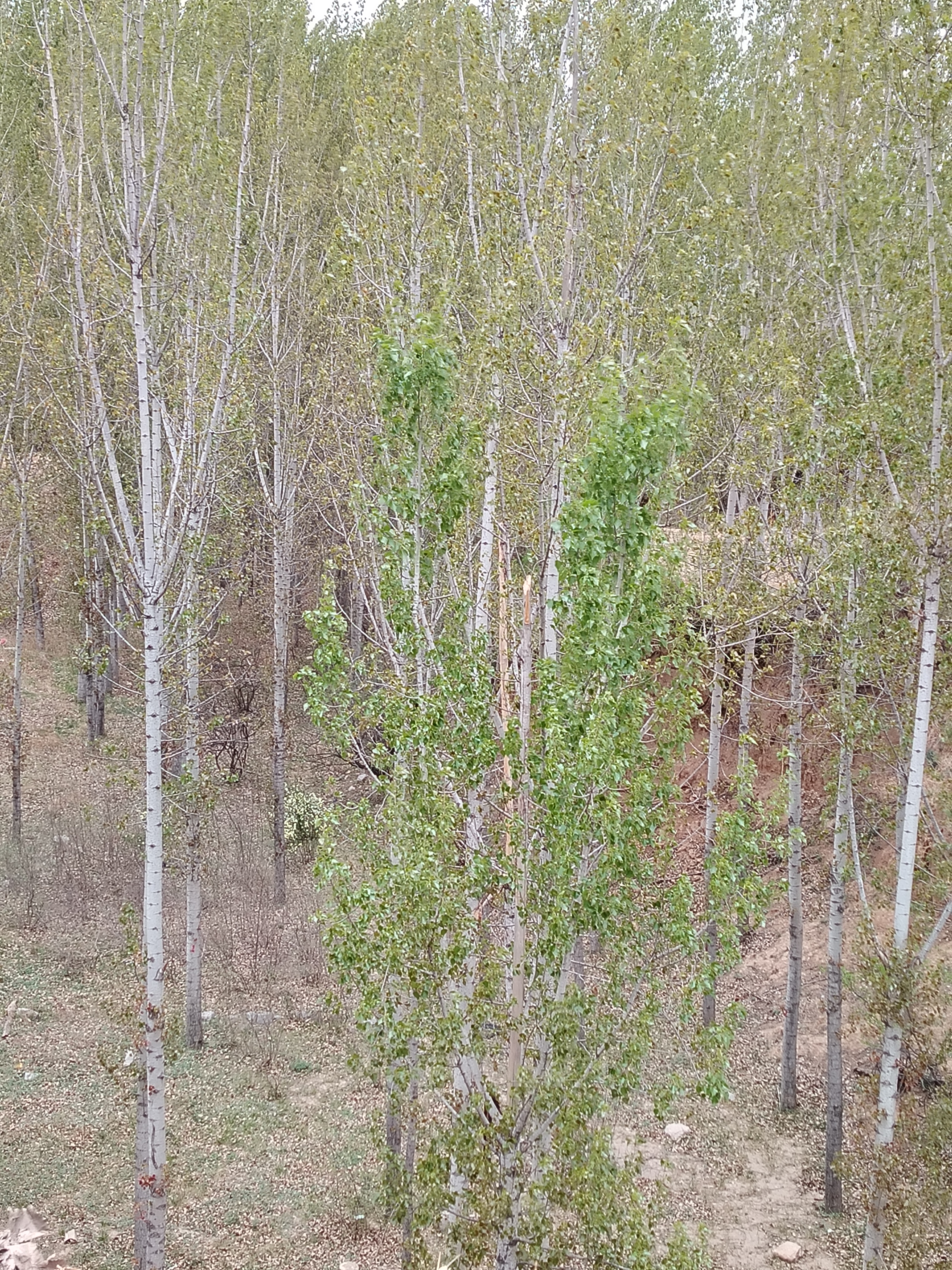 项目图片